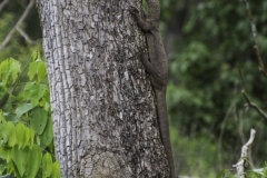 Monitor Lizard