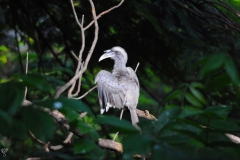 Indian Grey Hornbill