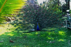 Peacock with its extended train