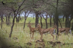 Indian Gazelle or Chinkara