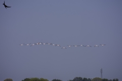 Flamingoes