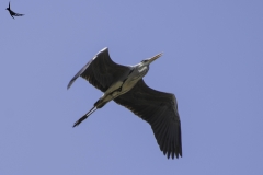 Grey Heron