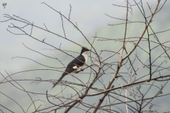 I could not identify this bird