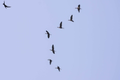 Indian Black Ibis