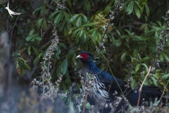 Kalij Pheasant