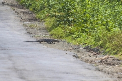 Monitor lizard crossing the road taken from a distance