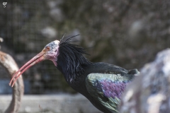 Northern Bald Ibis