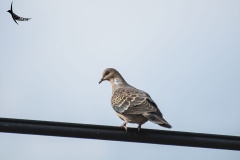 Oriental Turtle Dove