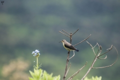 Sunbird