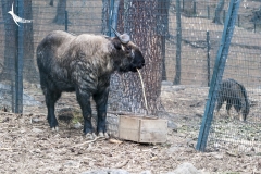 Takin the national animal of Bhutan
