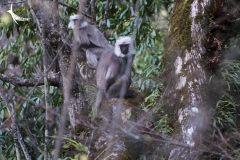 Tarai Gray Langur