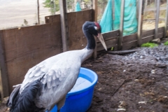 The injured Black-necked Crane in the enclosure