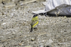 Western Yellow Wagtail
