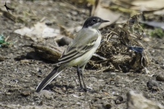 White Wagtail