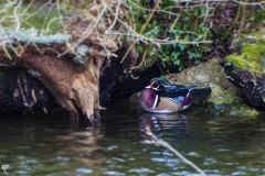 Wood Duck Male